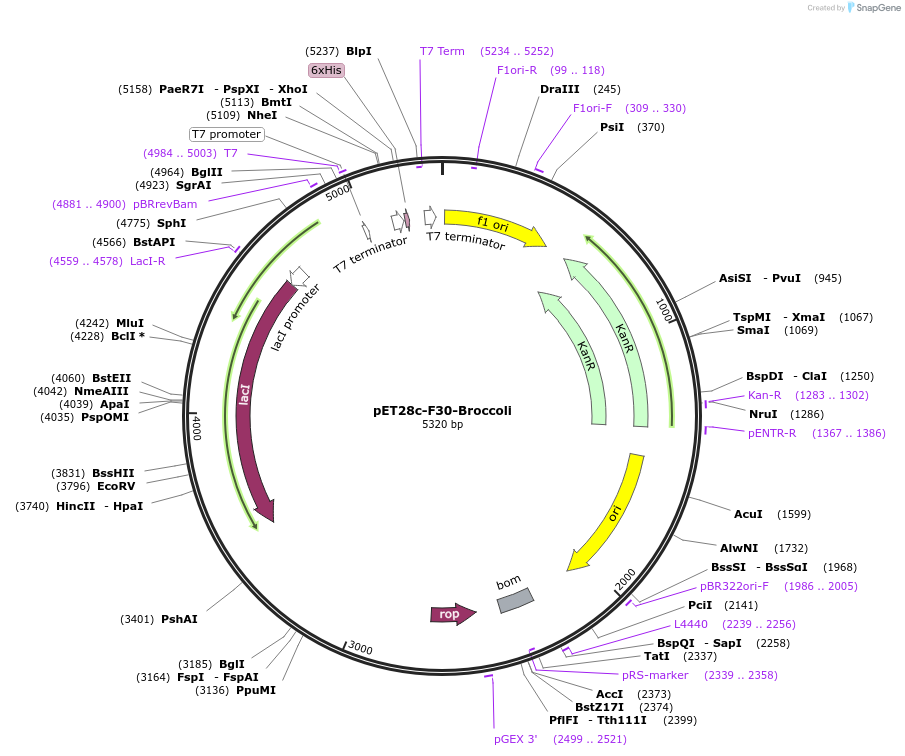 66788-plasmid-map-sequence-id-114437