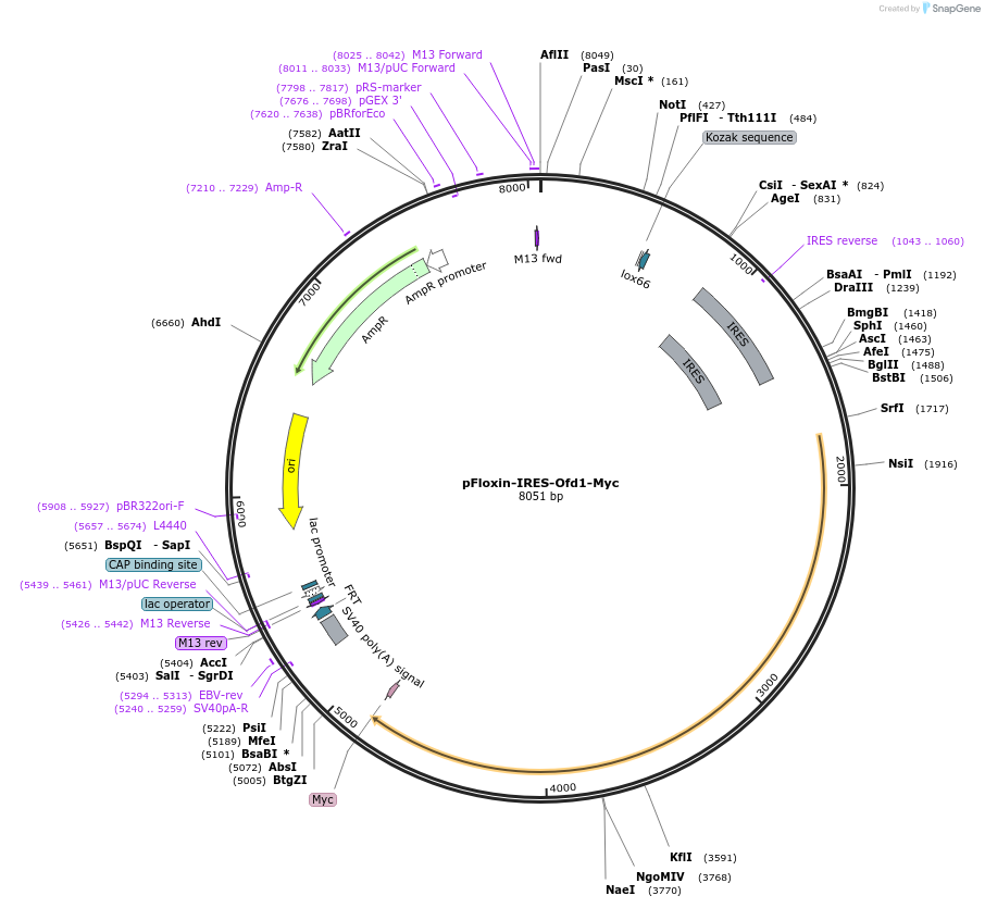 24559-plasmid-map-sequence-id-11444