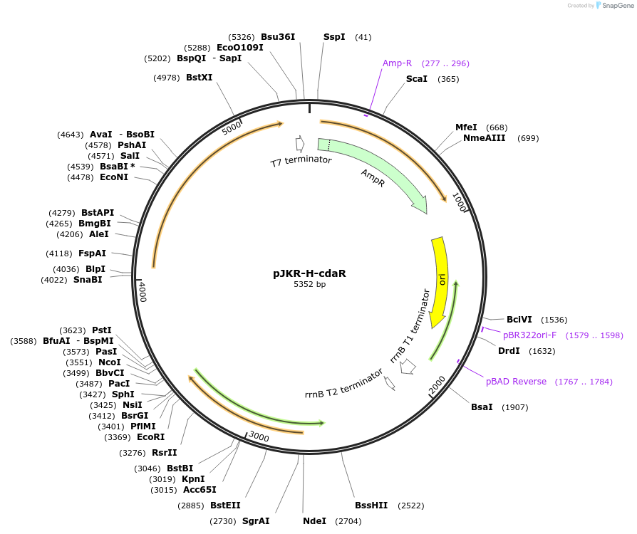 62557-plasmid-map-sequence-id-114452