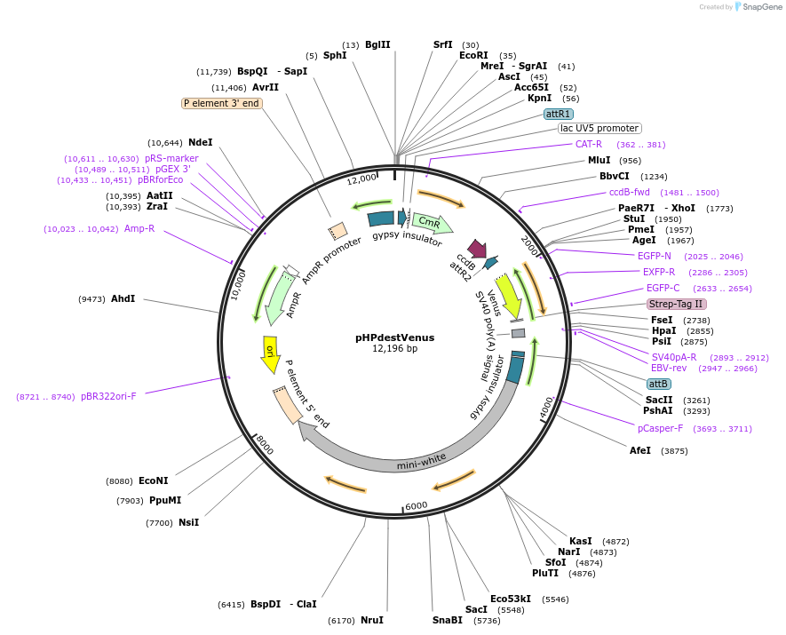 24568-plasmid-map-sequence-id-11448