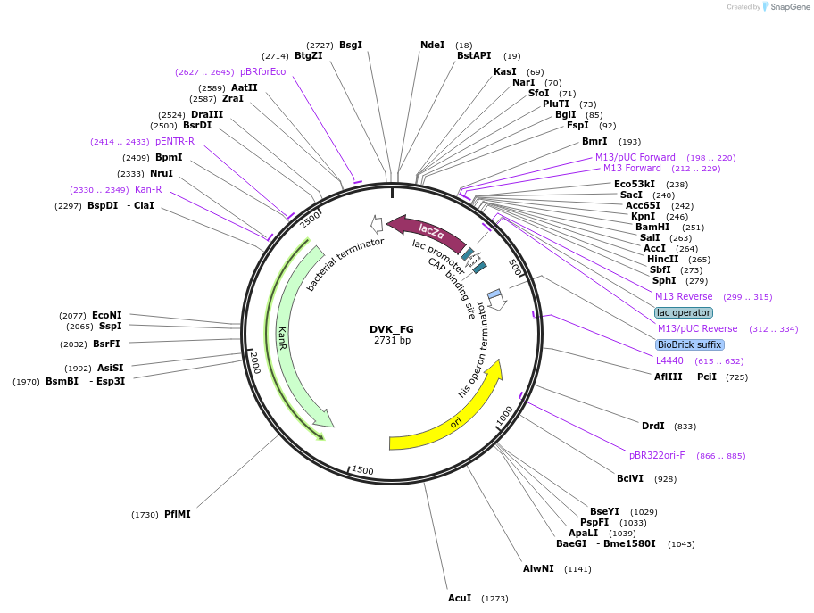 66070-plasmid-map-sequence-id-114499