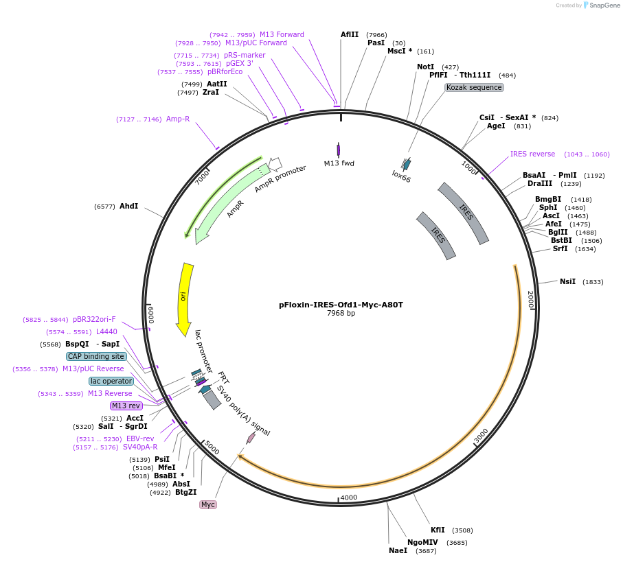 24575-plasmid-map-sequence-id-11450