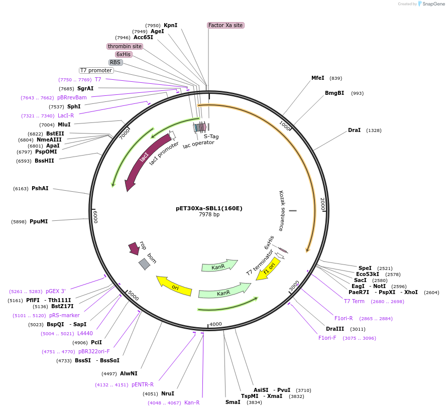 66846-plasmid-map-sequence-id-114510
