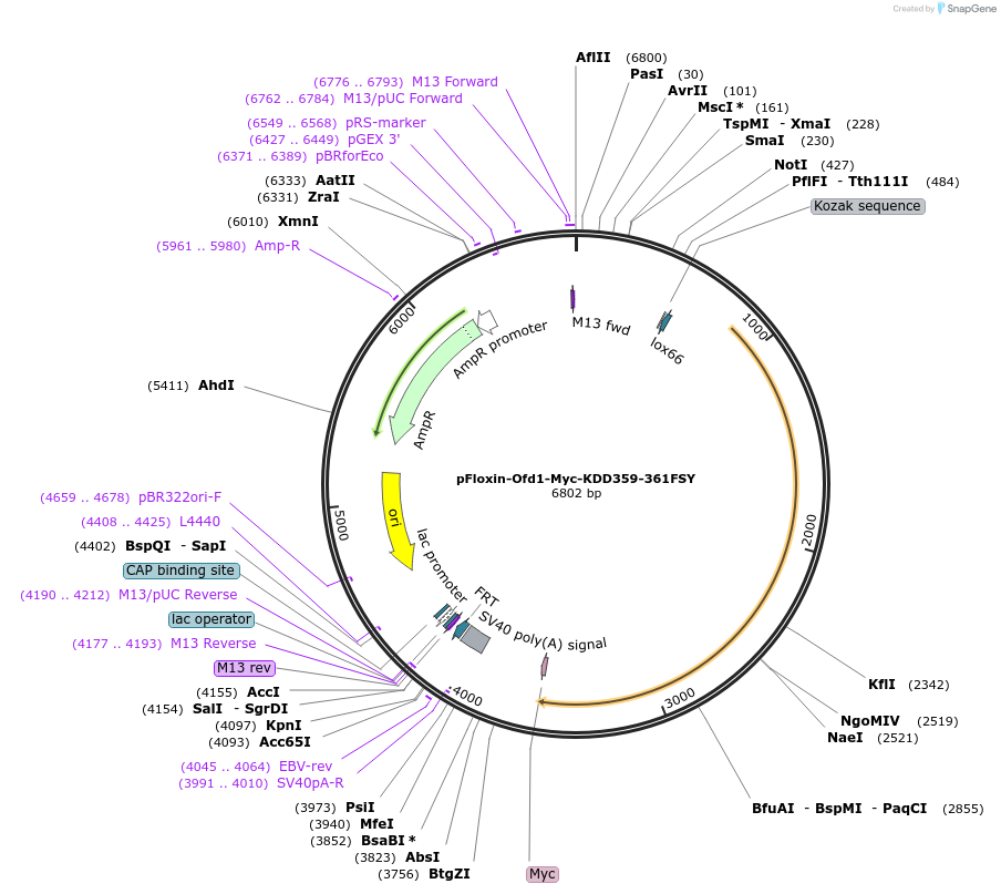 24578-plasmid-map-sequence-id-11453