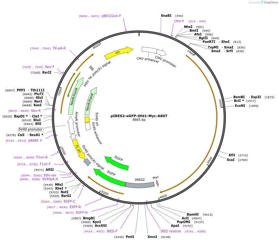 24579-plasmid-map-sequence-id-11454