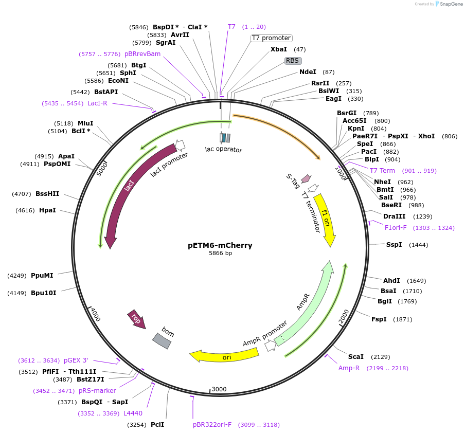 66534-plasmid-map-sequence-id-114552