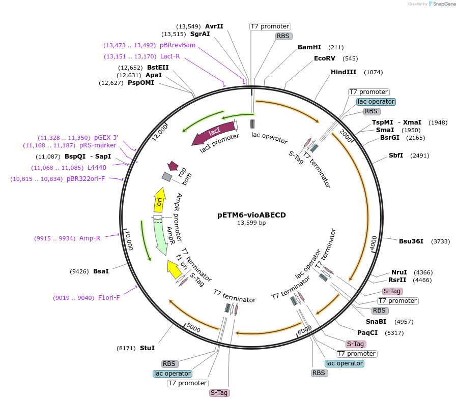 66535-plasmid-map-sequence-id-114557