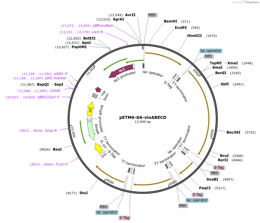 66536-plasmid-map-sequence-id-114562