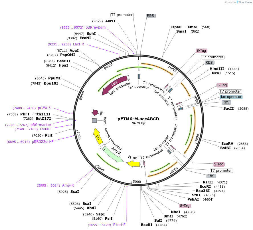 66865-plasmid-map-sequence-id-114595