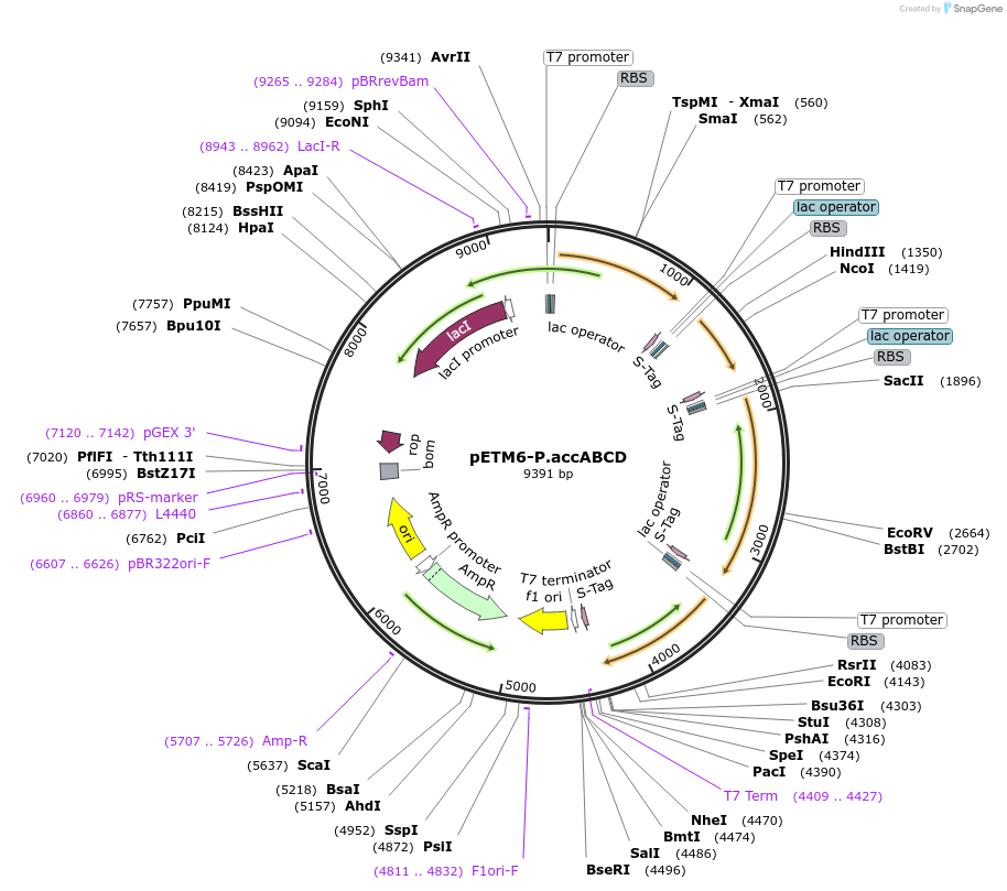 66866-plasmid-map-sequence-id-114599