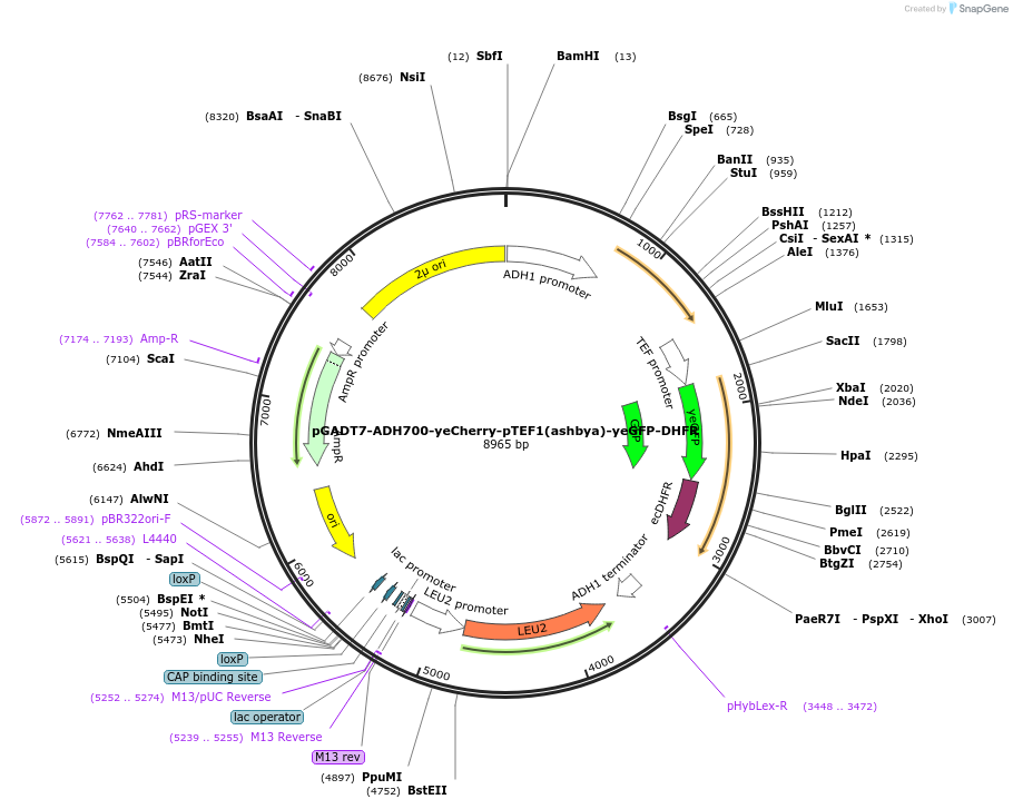 24585-plasmid-map-sequence-id-11460