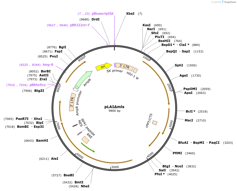 24594-plasmid-map-sequence-id-11462