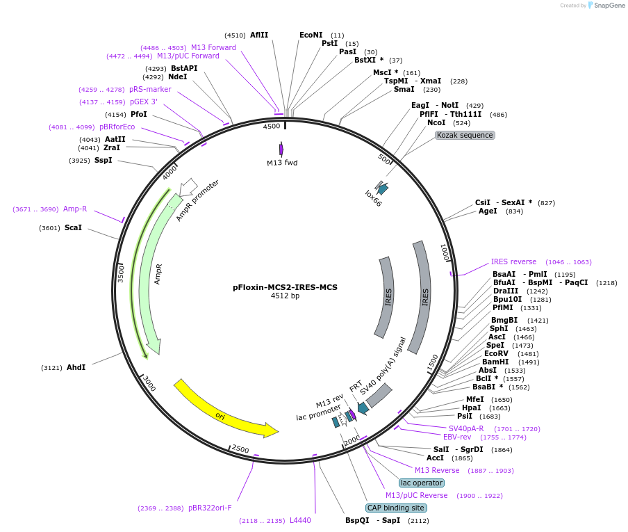 24642-plasmid-map-sequence-id-11470