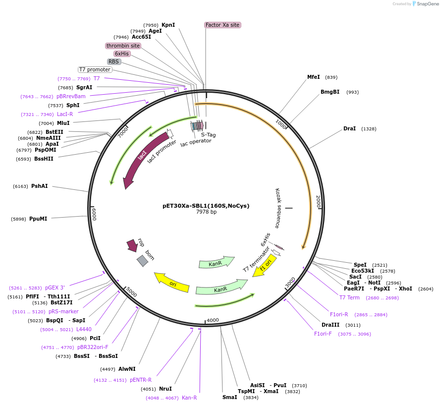 66877-plasmid-map-sequence-id-114701