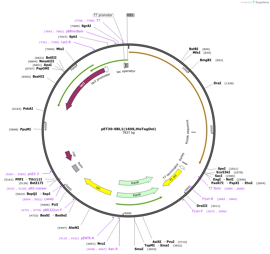 66880-plasmid-map-sequence-id-114729