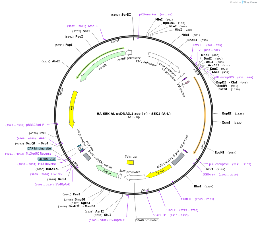 24653-plasmid-map-sequence-id-11473