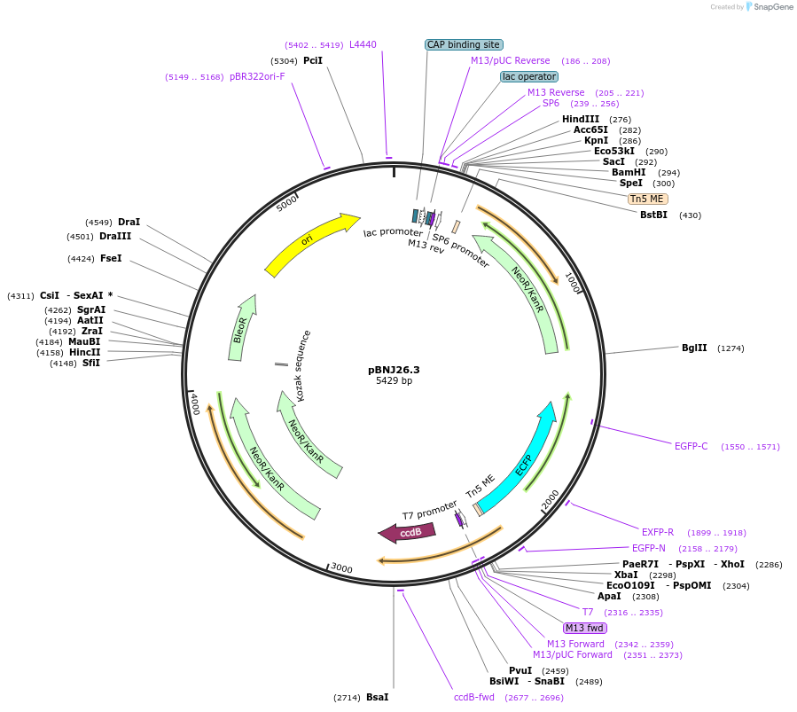 66876-plasmid-map-sequence-id-114742