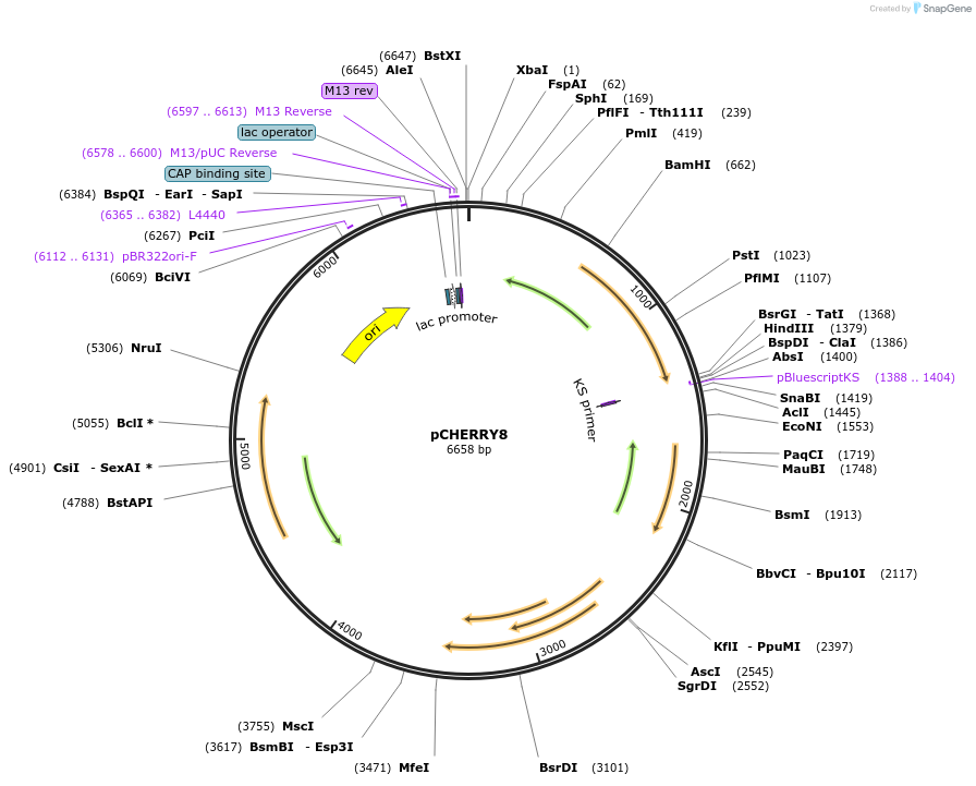 24663-plasmid-map-sequence-id-11478