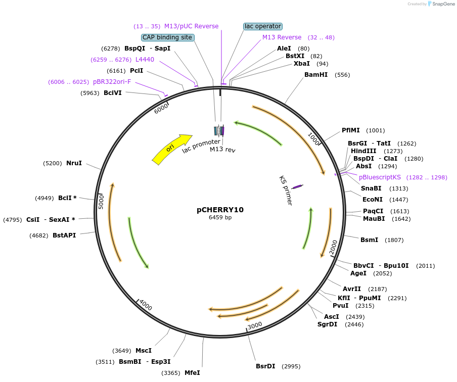 24664-plasmid-map-sequence-id-11479
