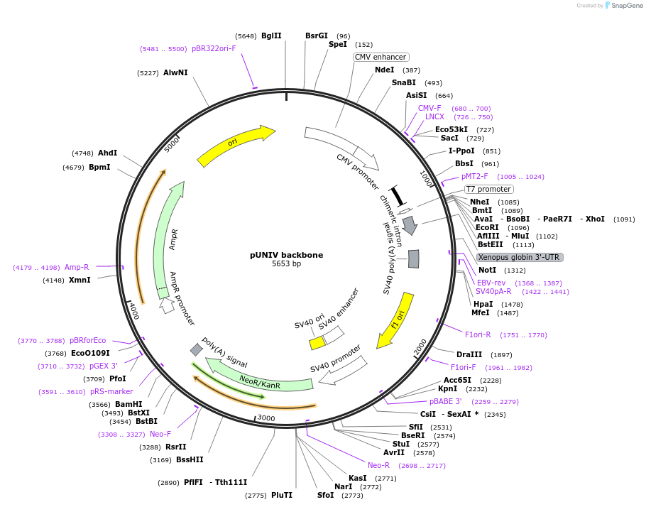 24705-plasmid-map-sequence-id-11483
