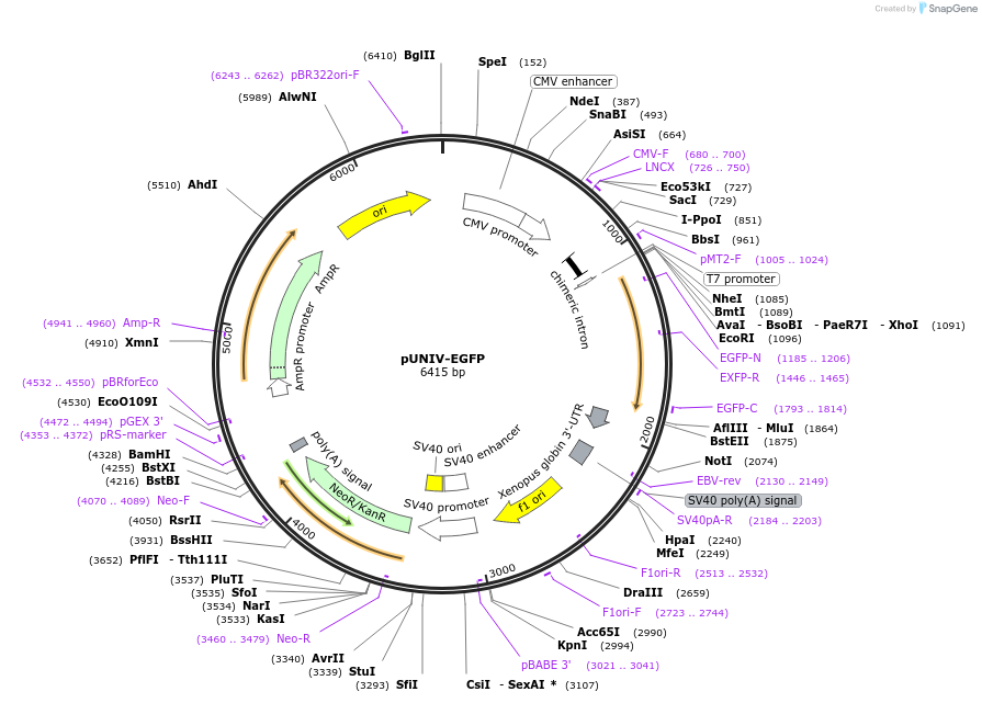 24706-plasmid-map-sequence-id-11484