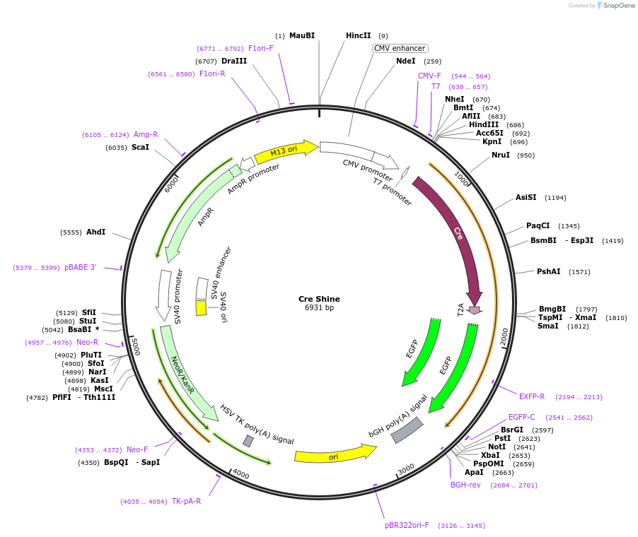 37404-plasmid-map-sequence-id-114840