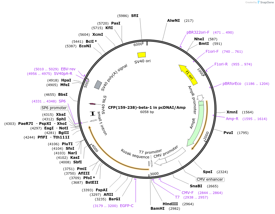 55592-plasmid-map-sequence-id-114863