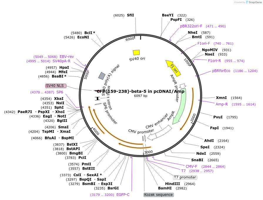 55763-plasmid-map-sequence-id-114867