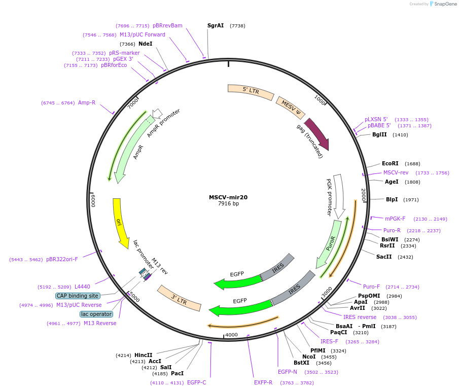 24709-plasmid-map-sequence-id-11487