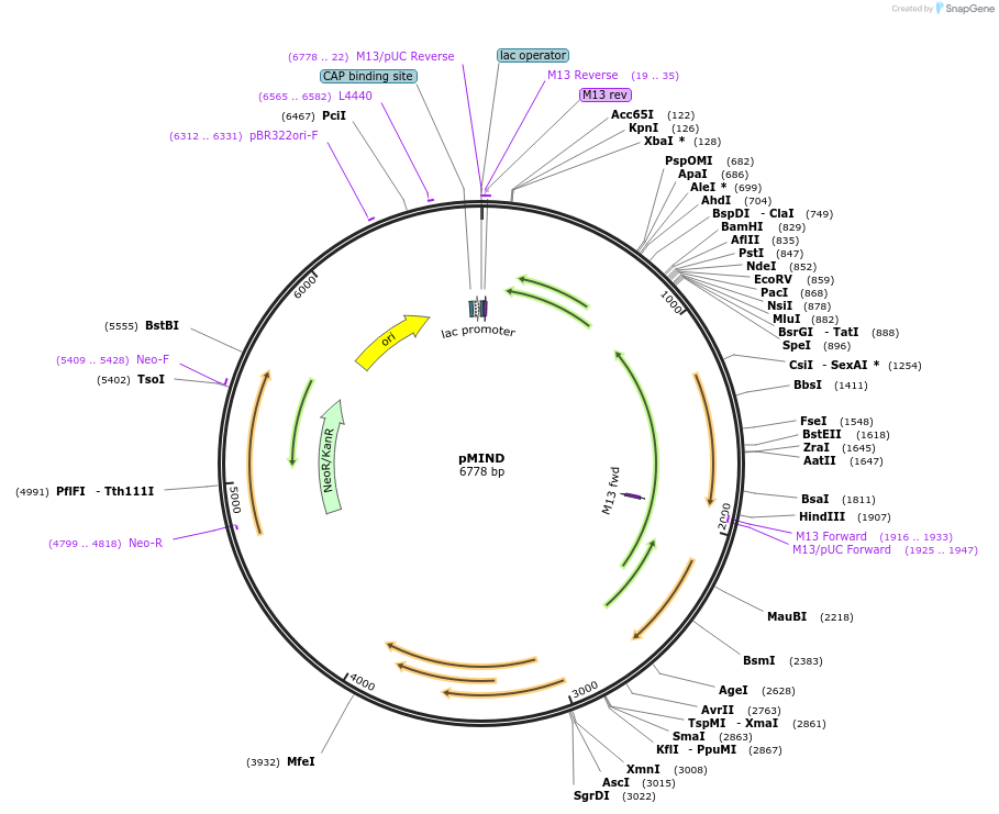 24730-plasmid-map-sequence-id-11493