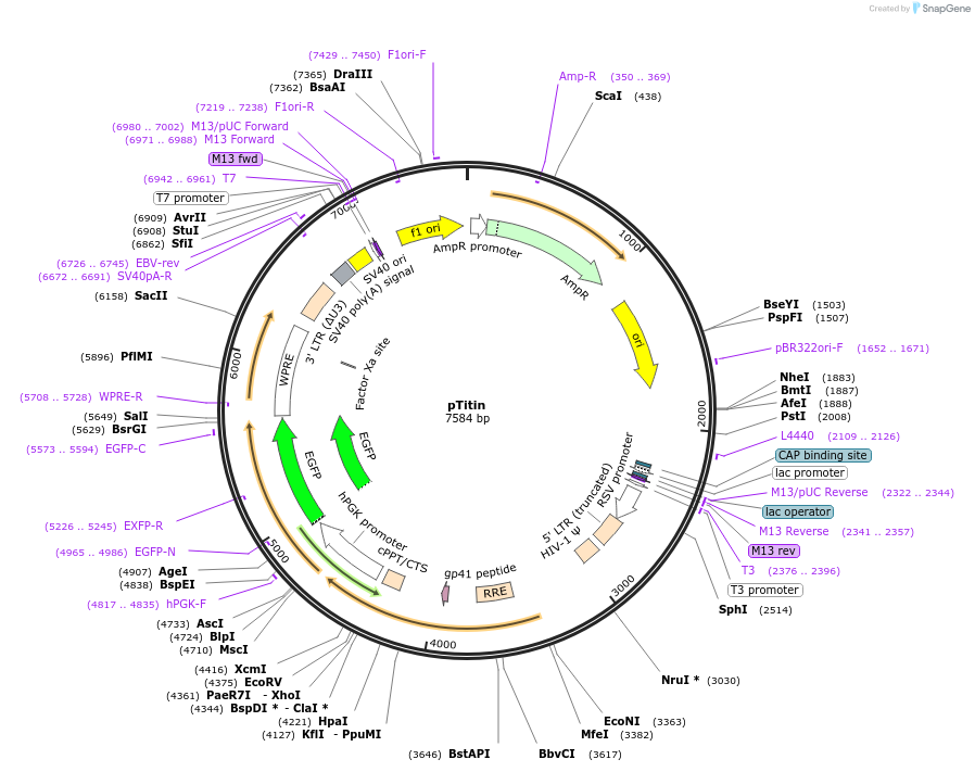 26428-plasmid-map-sequence-id-11494