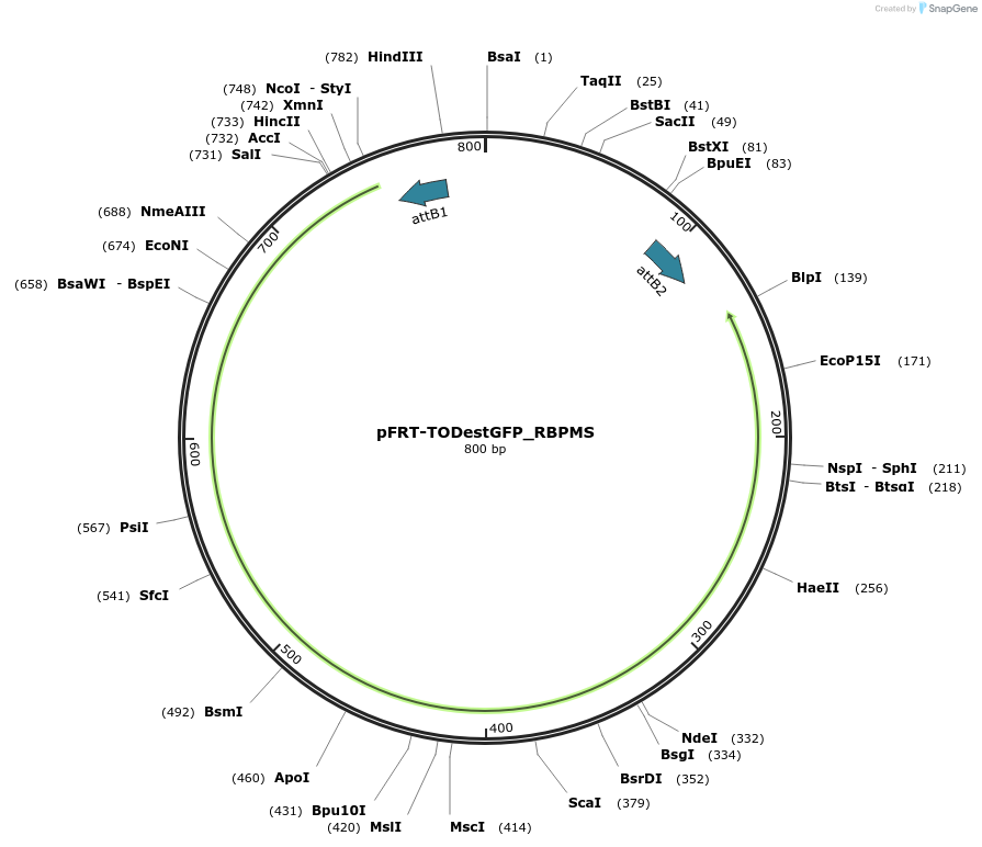 65744-plasmid-map-sequence-id-114943