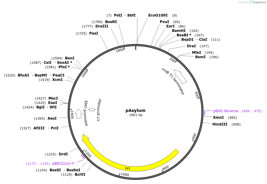 24754-plasmid-map-sequence-id-11496