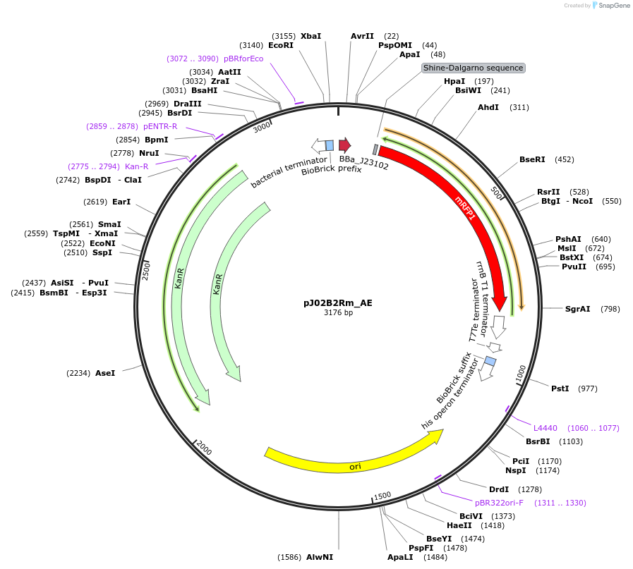 66065-plasmid-map-sequence-id-114971