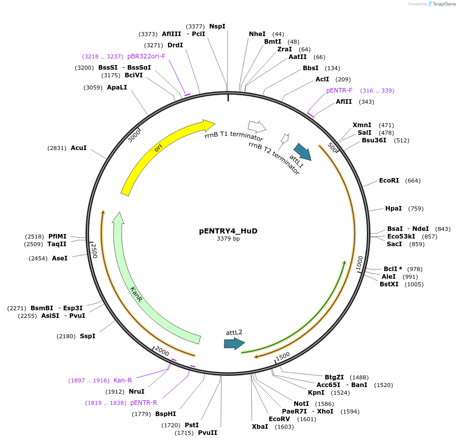 65754-plasmid-map-sequence-id-114982