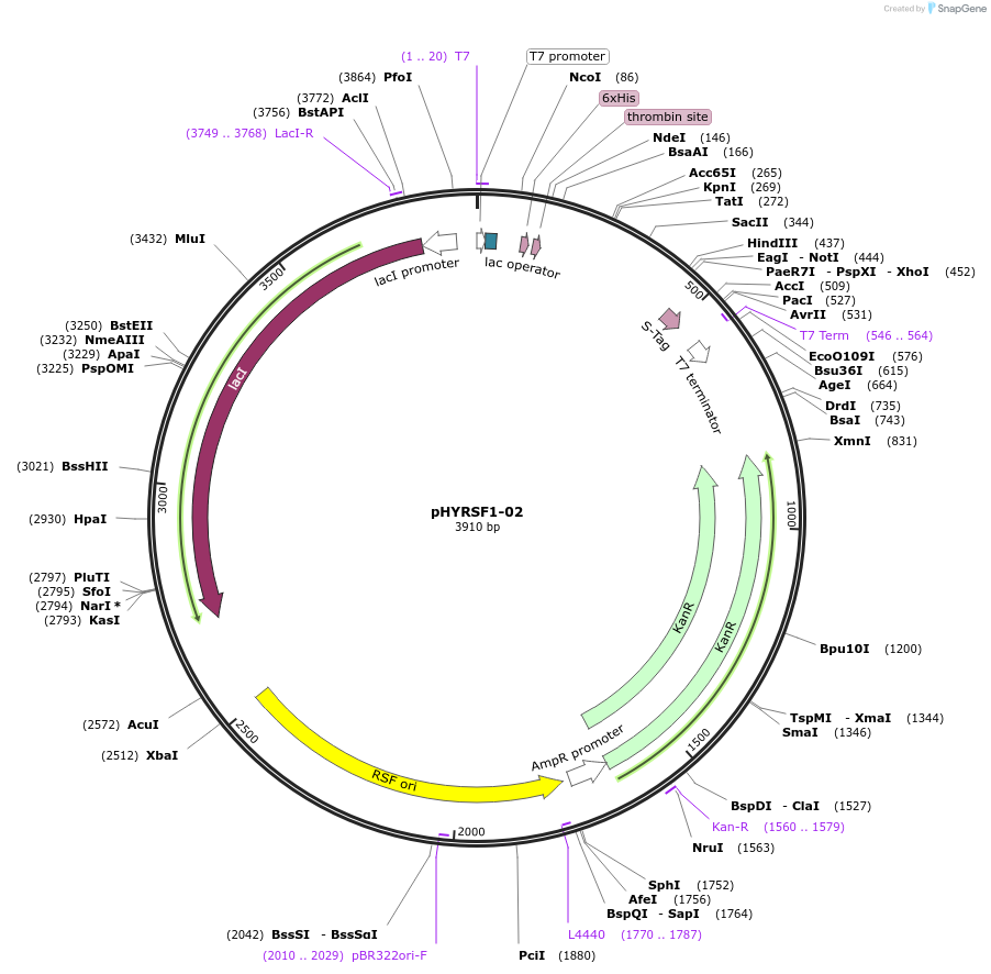 24765-plasmid-map-sequence-id-11499