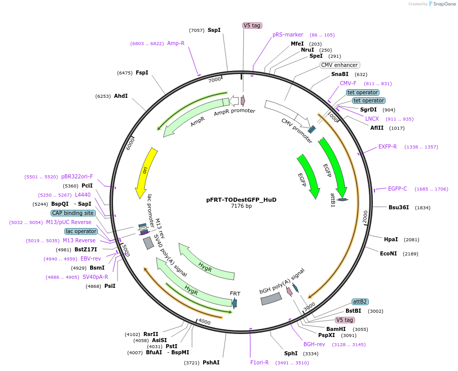65763-plasmid-map-sequence-id-115023