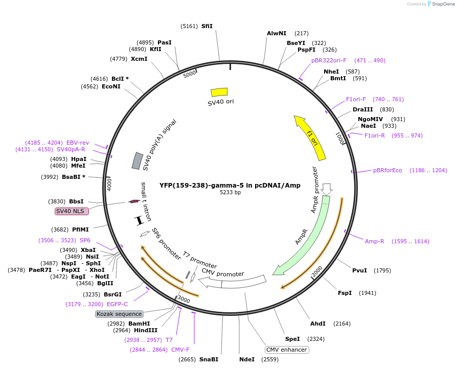 55191-plasmid-map-sequence-id-115046