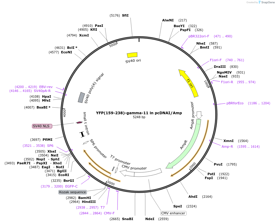 55193-plasmid-map-sequence-id-115059