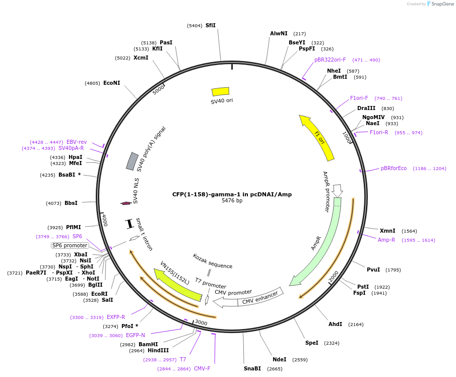 55615-plasmid-map-sequence-id-115069