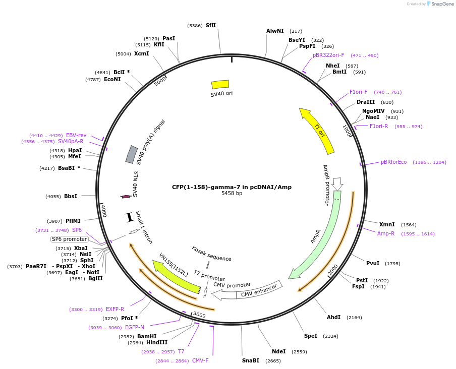 55618-plasmid-map-sequence-id-115161