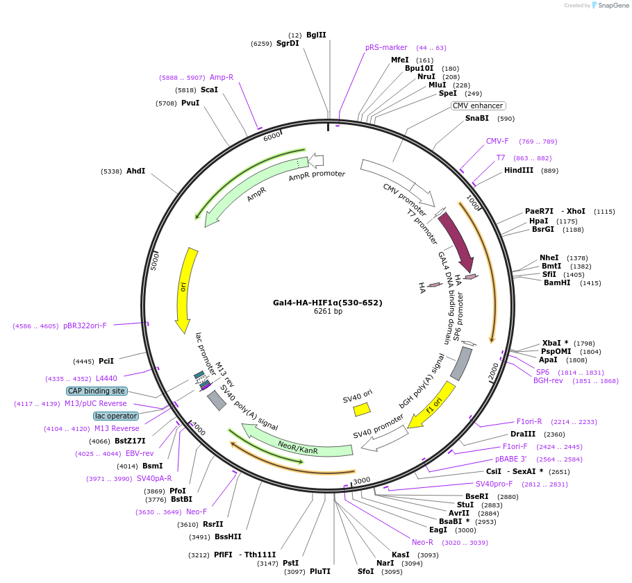 24887-plasmid-map-sequence-id-11517