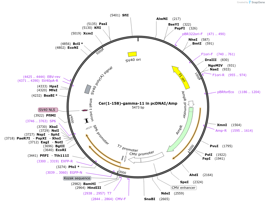 55628-plasmid-map-sequence-id-115186