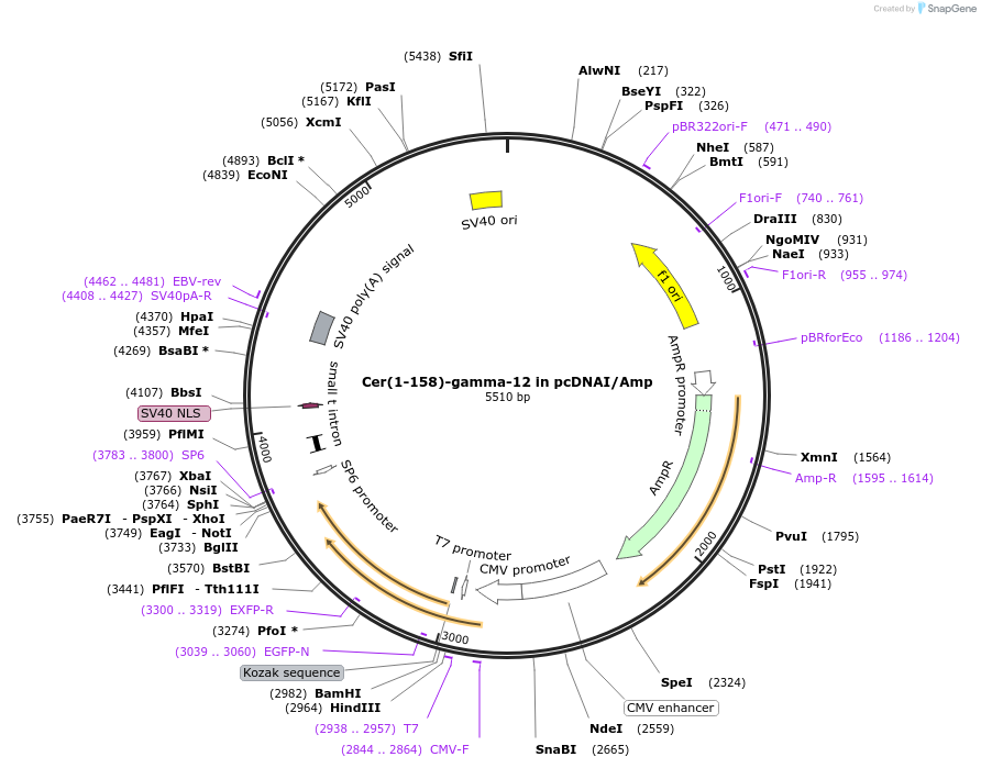 55629-plasmid-map-sequence-id-115190