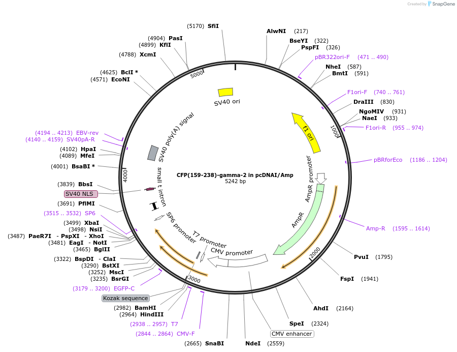 55777-plasmid-map-sequence-id-115196
