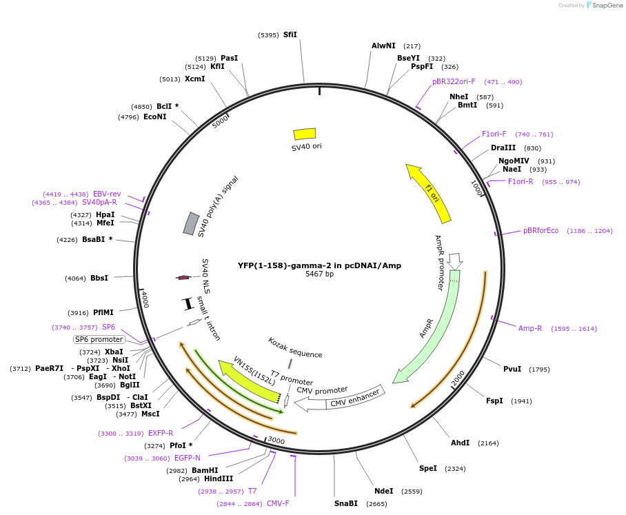 55762-plasmid-map-sequence-id-115200