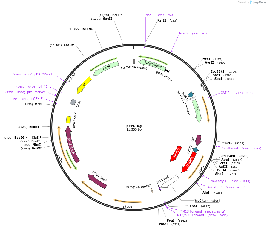61654-plasmid-map-sequence-id-115212