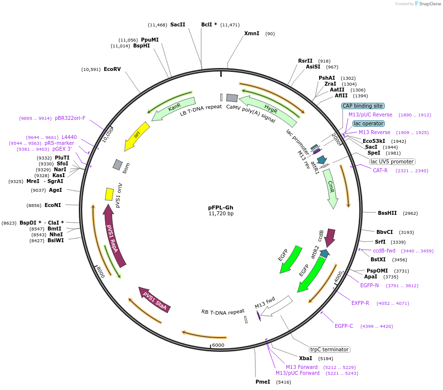 61648-plasmid-map-sequence-id-115222