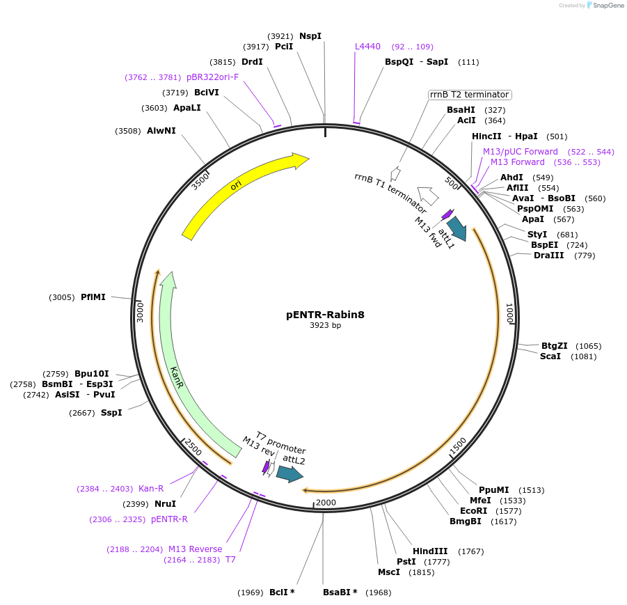 24910-plasmid-map-sequence-id-11527