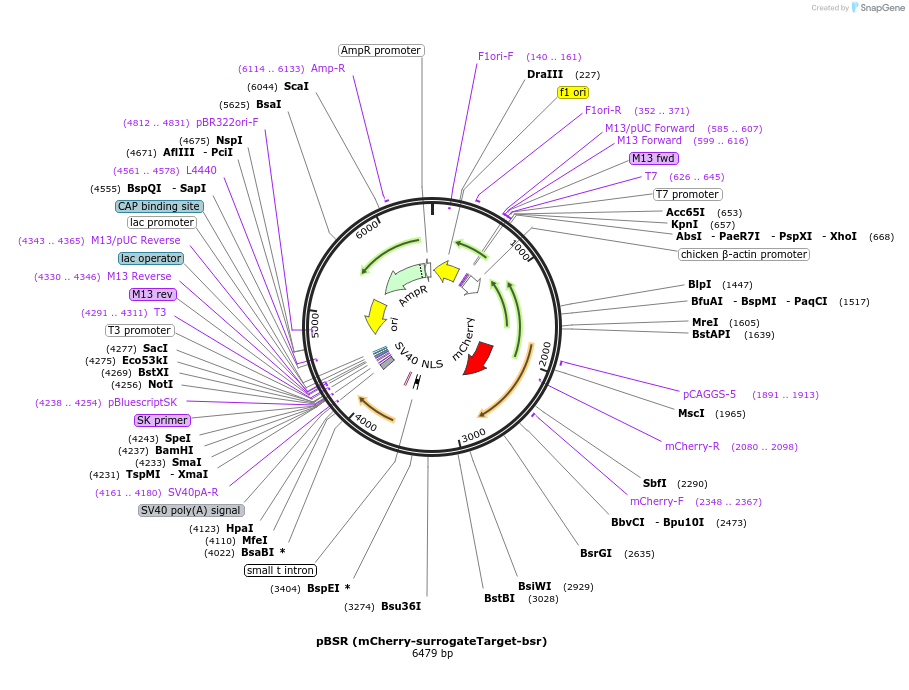 66950-plasmid-map-sequence-id-115273